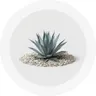 Desert