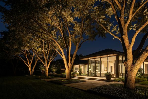 Uplit trees glowing against a dark night sky